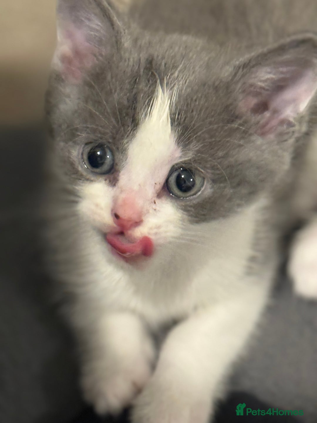 Mixed Breed cats for sale: 🤩🤩 10 beautifull fur babies 🤩🤩 - Advert 2