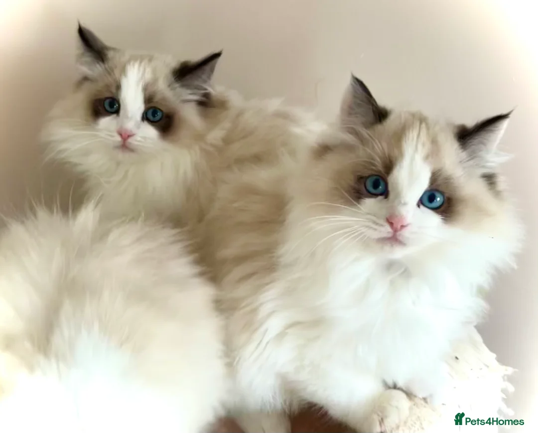 Ragdoll cats for sale: Beautiful Ragdoll kittens from Champion lines - Advert 1