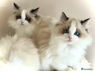 Ragdoll cats Beautiful Ragdoll kittens from Champion lines - Advert 12