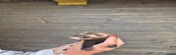 Ferret rodents for sale: EU Angor polecat/black self ferrets for sale - Advert 4