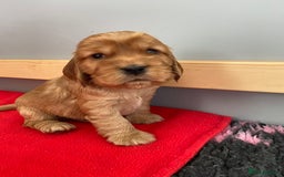 Cocker Spaniel dogs for sale: KC Sable show type Cocker spaniel puppies - Image 12
