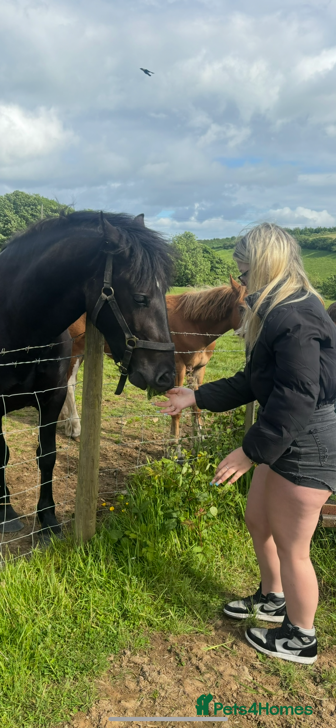Welsh Section D horses for sale: Section D beautiful Black Mare Magic - Image 14