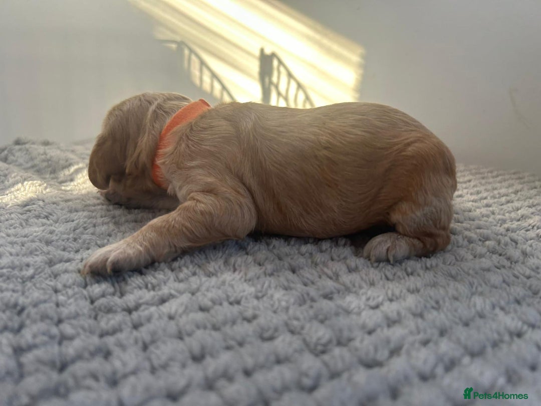 Mixed Breed dogs for sale: Apricot Cockapoo puppies ready to leave 6th march  - Advert 28