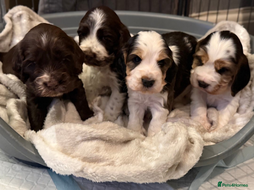 Cocker Spaniel dogs for sale: True to type Show Cocker Spaniels - KC reg parents - Advert 10