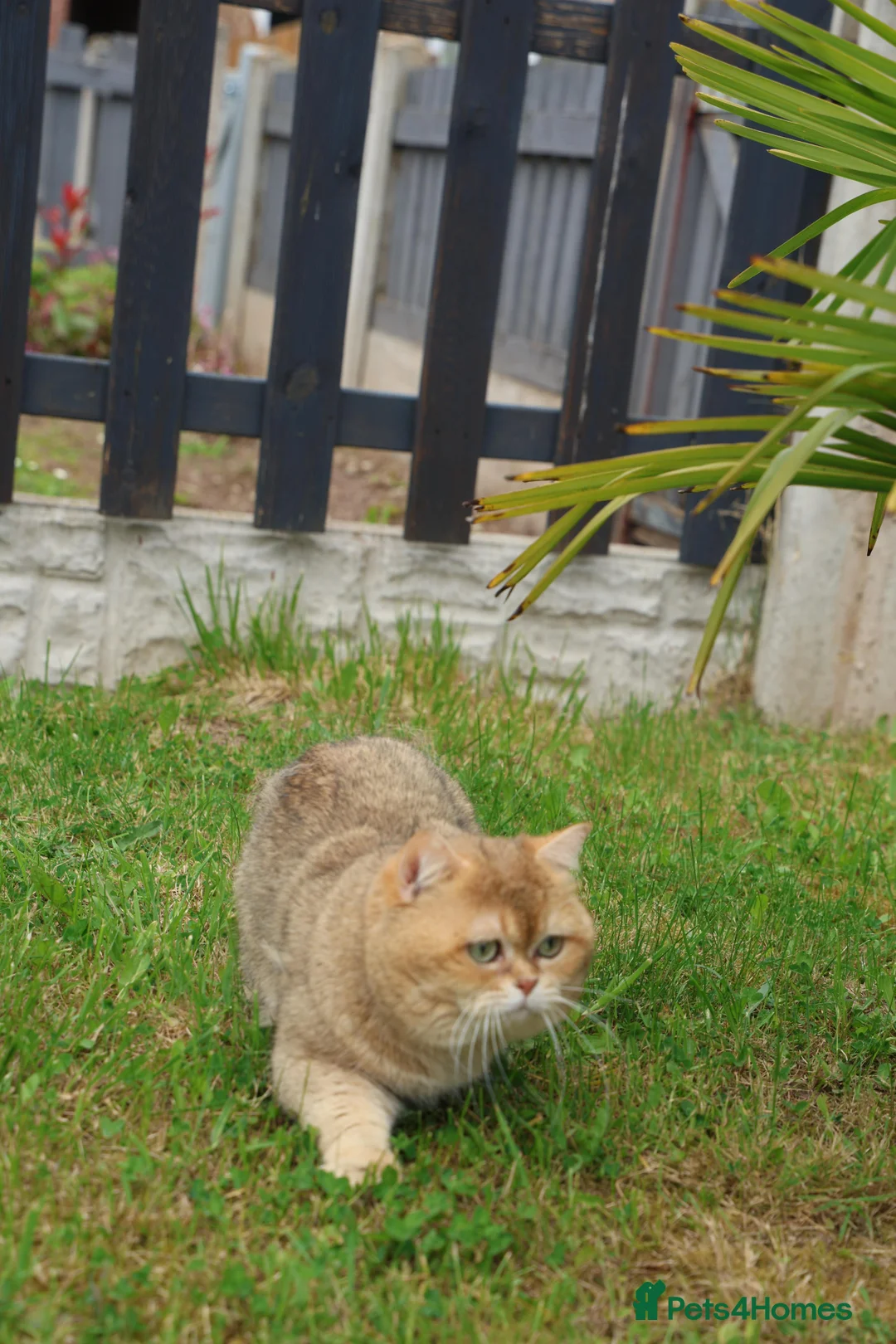 British Shorthair cats for stud: British shorthair Gold Ny12 in Nottingham - Advert 8