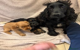 Cocker Spaniel dogs for sale: Show type cocker spaniels puppies  - Image 13