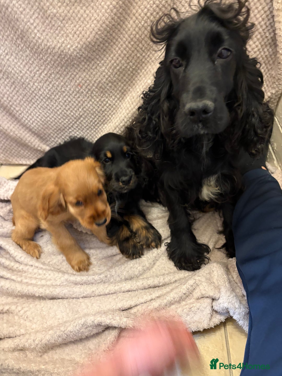 Cocker Spaniel dogs for sale: Show type cocker spaniels puppies  - Image 13