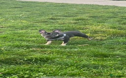 French Bulldog dogs for sale: LaCie  - Image 1