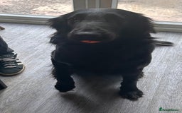 Flat coated Retriever dogs for sale: Flat coat retriever  - Image 5