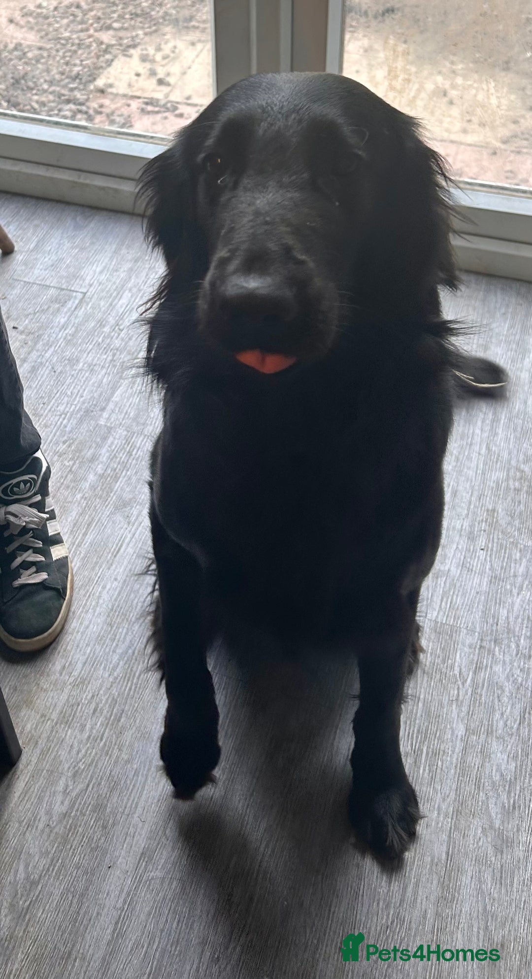 Flat coated Retriever dogs for sale: Flat coat retriever  - Image 5