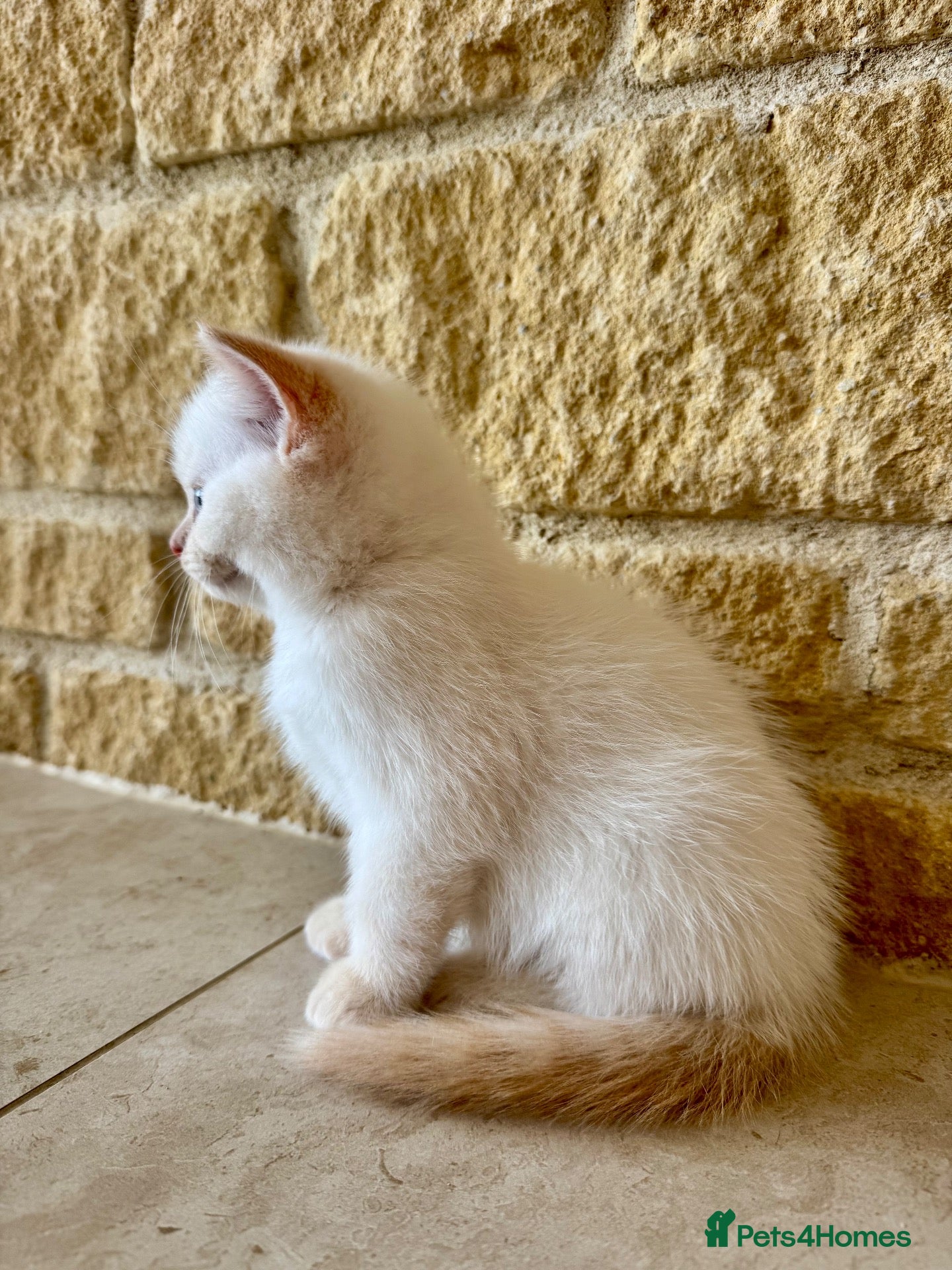 British Shorthair cats FULL PEDIGREE BSH KITTENS IN THE COTSWOLDS - Advert 2