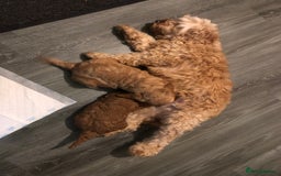 Cockapoo dogs for sale: Stunning cockapoo boys for sale  - Image 15
