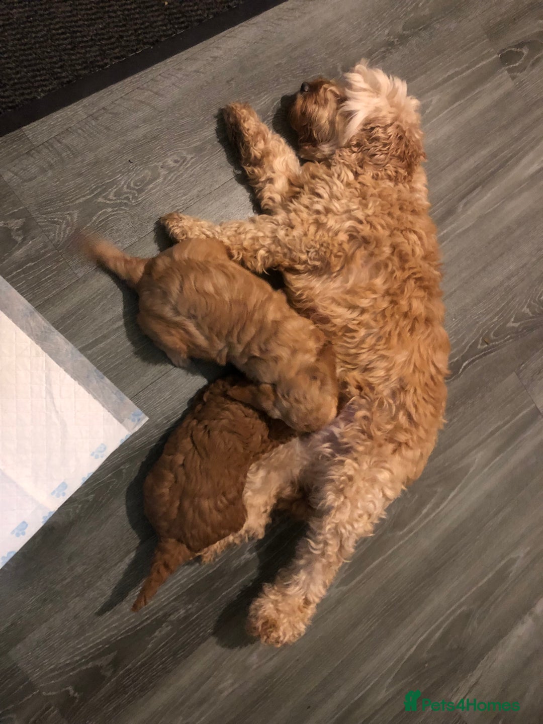 Cockapoo dogs for sale: Stunning cockapoo boys for sale  - Image 15