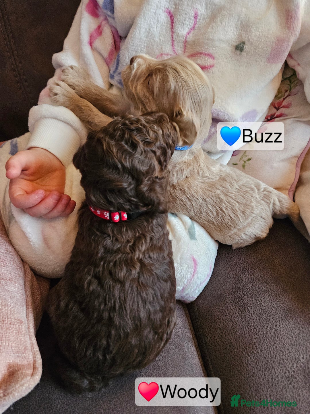 Cockapoo dogs for sale: F3b Cockapoo Puppies – DNA health tested - Advert 12