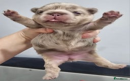 French Bulldog dogs for sale: French Bulldog Visual fluffies - Advert 21