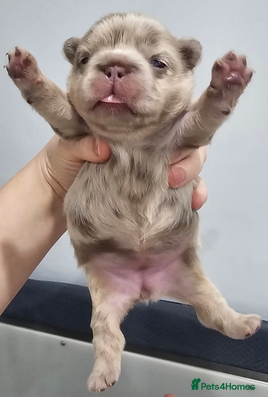 French Bulldog dogs for sale: French Bulldog Visual fluffies - Advert 21