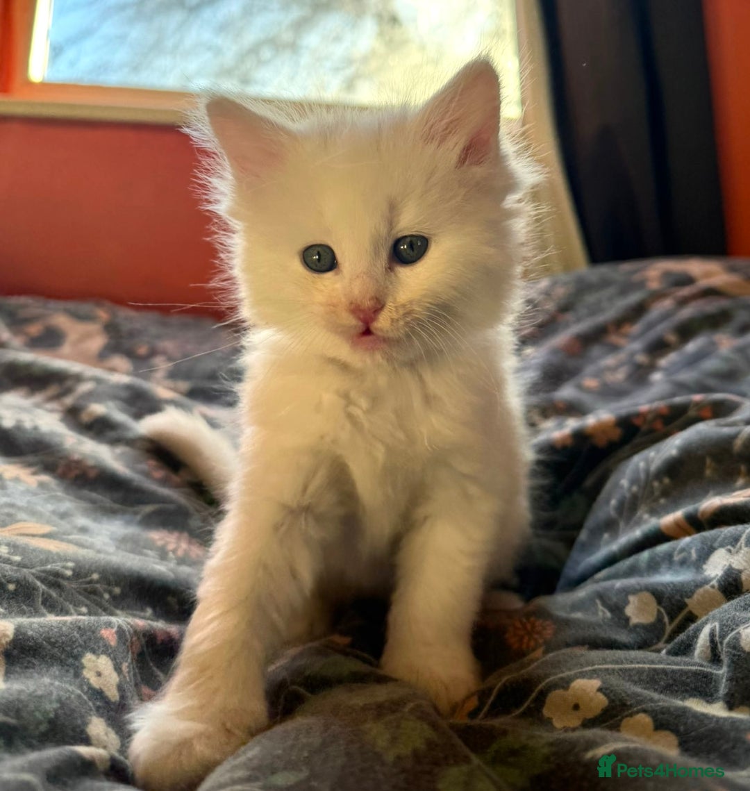 Mixed Breed cats for sale: Stunning Ragdoll x Maine Coon Kittens - Advert 10