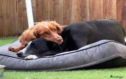 Cocker Spaniel dogs for sale: 6 Cocker Spaniel puppies for sale - Advert 9