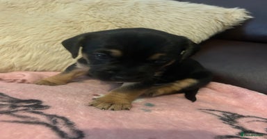 Mixed Breed dogs - Advert 1