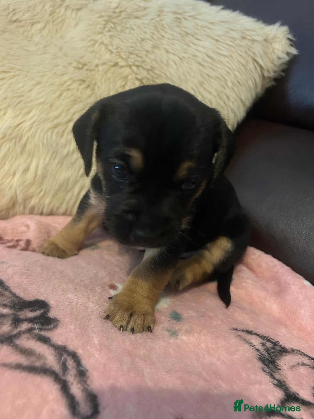 Mixed Breed dogs for sale: Jack-Chi Puppies - 2 Boys Left - Image 3