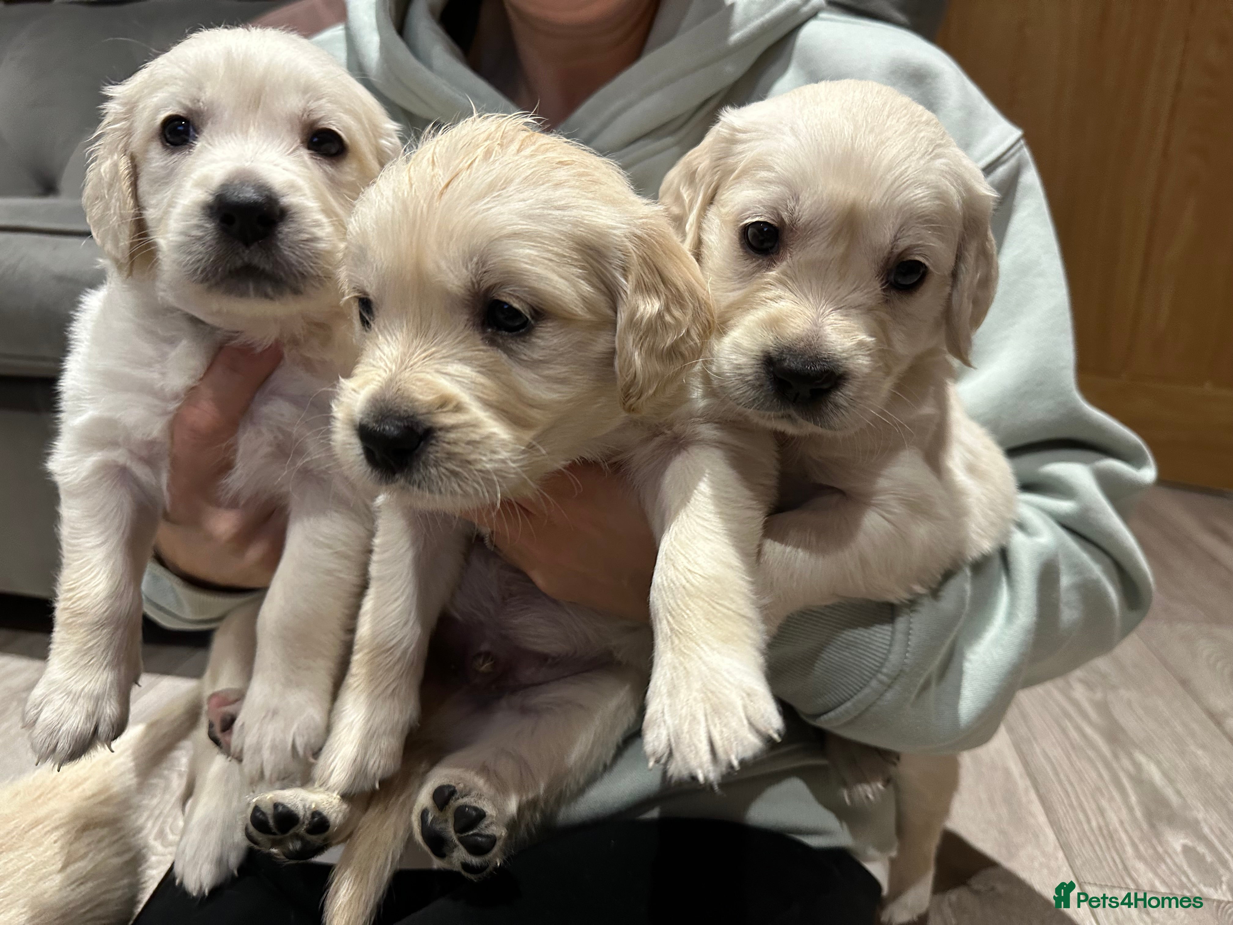 Golden Retriever dogs Daisy’s first litter - Advert 2