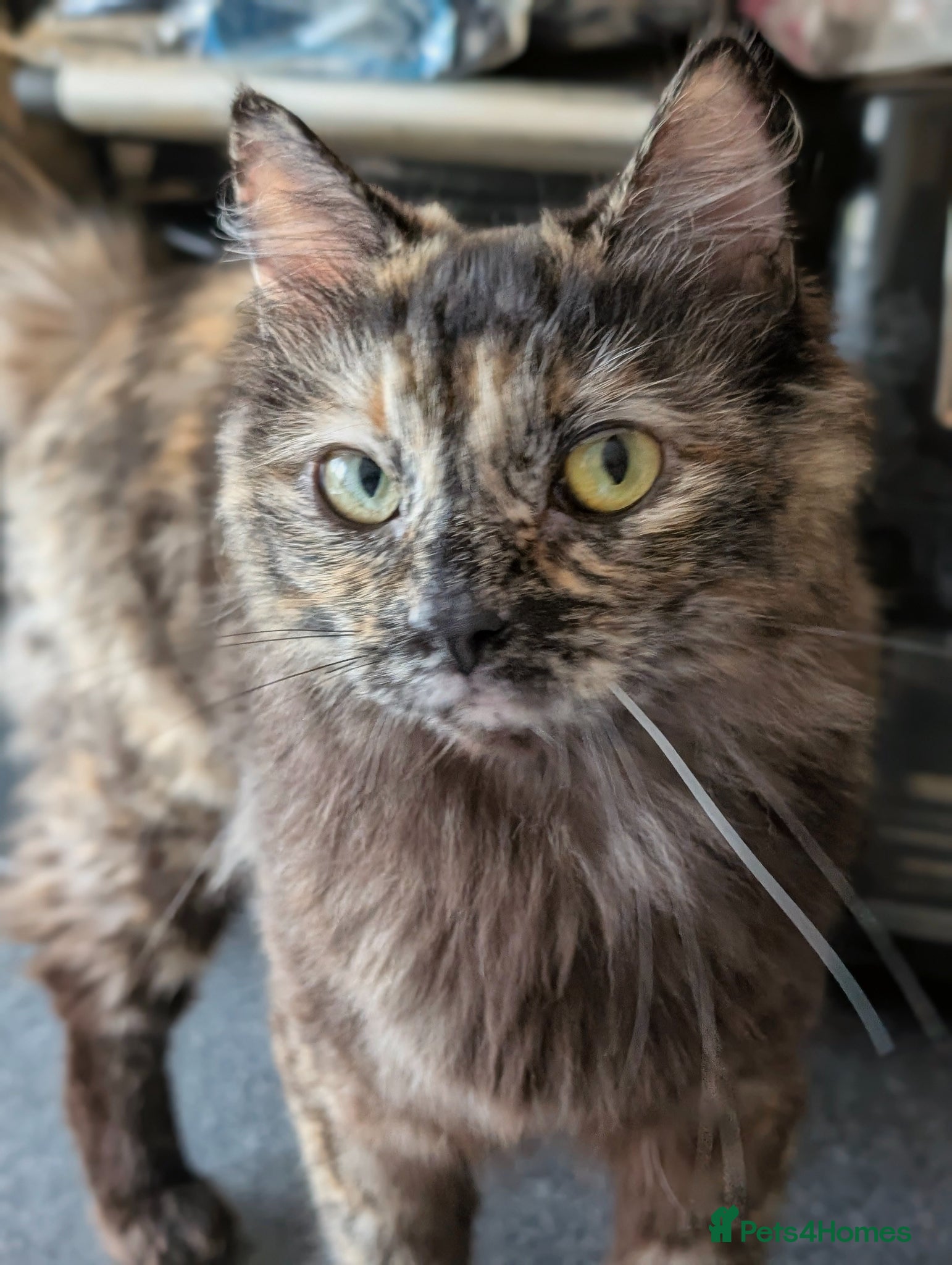 Ragdoll cats Gorgeous Tortie Cross Ragdoll Girl - Advert 1
