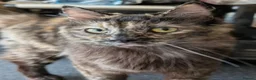 Ragdoll cats for sale: Gorgeous Tortie Cross Ragdoll Girl - Advert 1