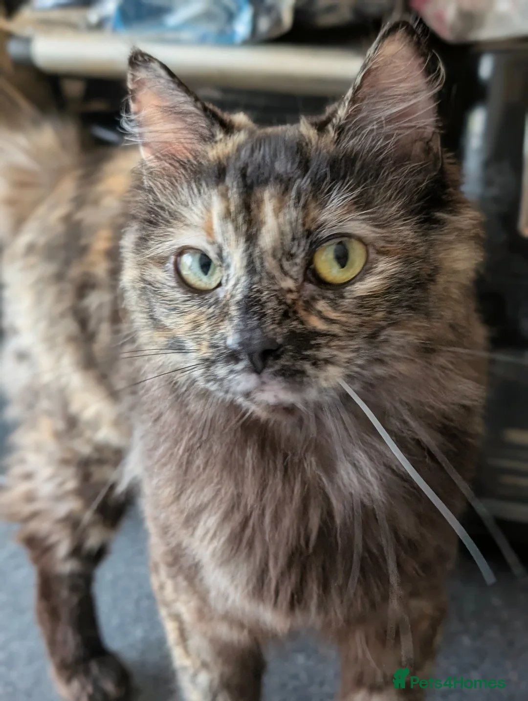 Ragdoll cats for sale: Gorgeous Tortie Cross Ragdoll Girl - Advert 1