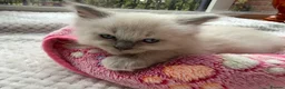 Ragdoll cats for sale: 4 Handsome boy Pure Ragdolls - Advert 15