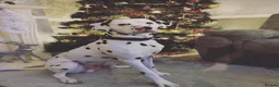 Dalmatian dogs for stud: Proven KC Dalmatian stud baer+\+ in Wigan - Advert 8