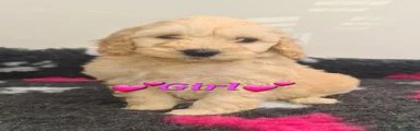Cockapoo Puppy 3