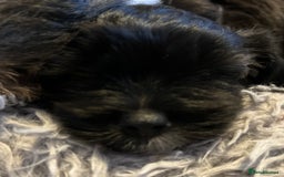Maltipoo dogs for sale: Maltipoo puppies  - Image 10