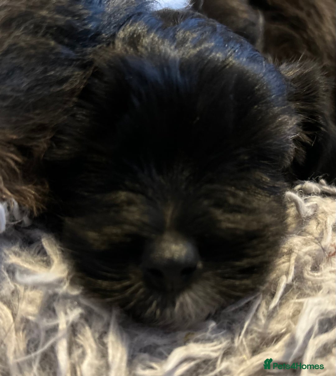 Maltipoo dogs for sale: Maltipoo puppies  - Image 10