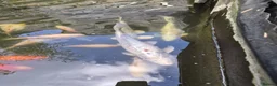 Koi Carp fish for sale: Various Koi Carp & Gold fish for sale in Leicester - Advert 6