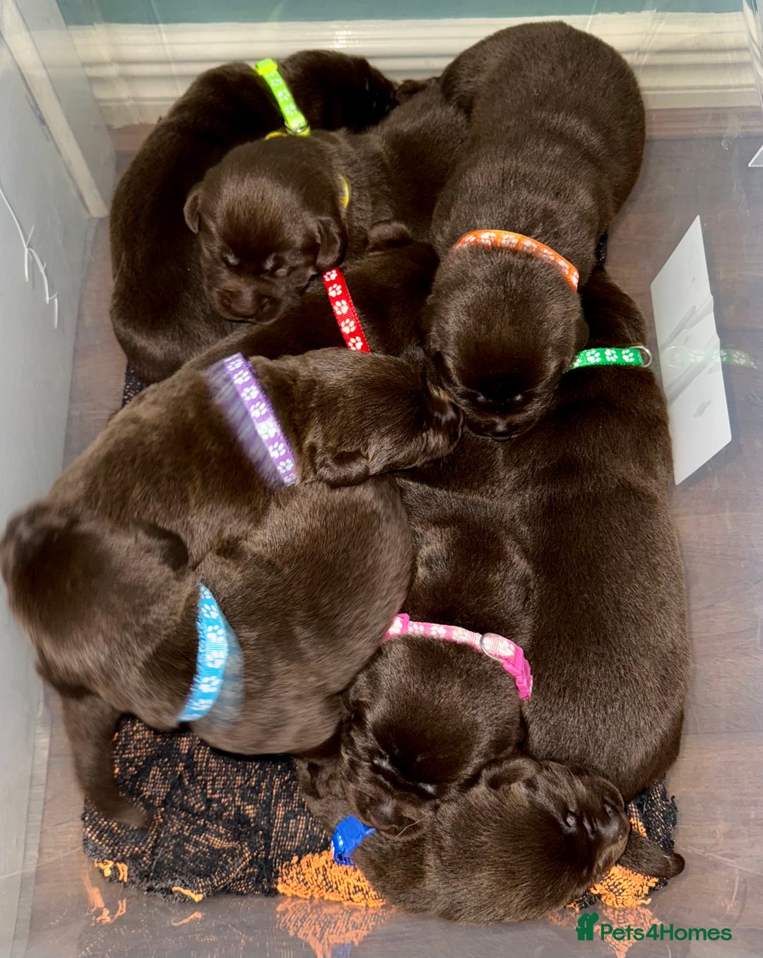 Labrador Retriever dogs for sale: 5 Stars 🌟 Chocolate Labradors  🌟  - Image 11
