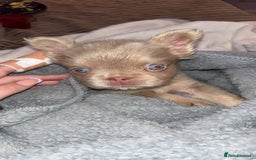 French Bulldog dogs for sale: Last girl left! Visual fluffy Frenchie  - Advert 1