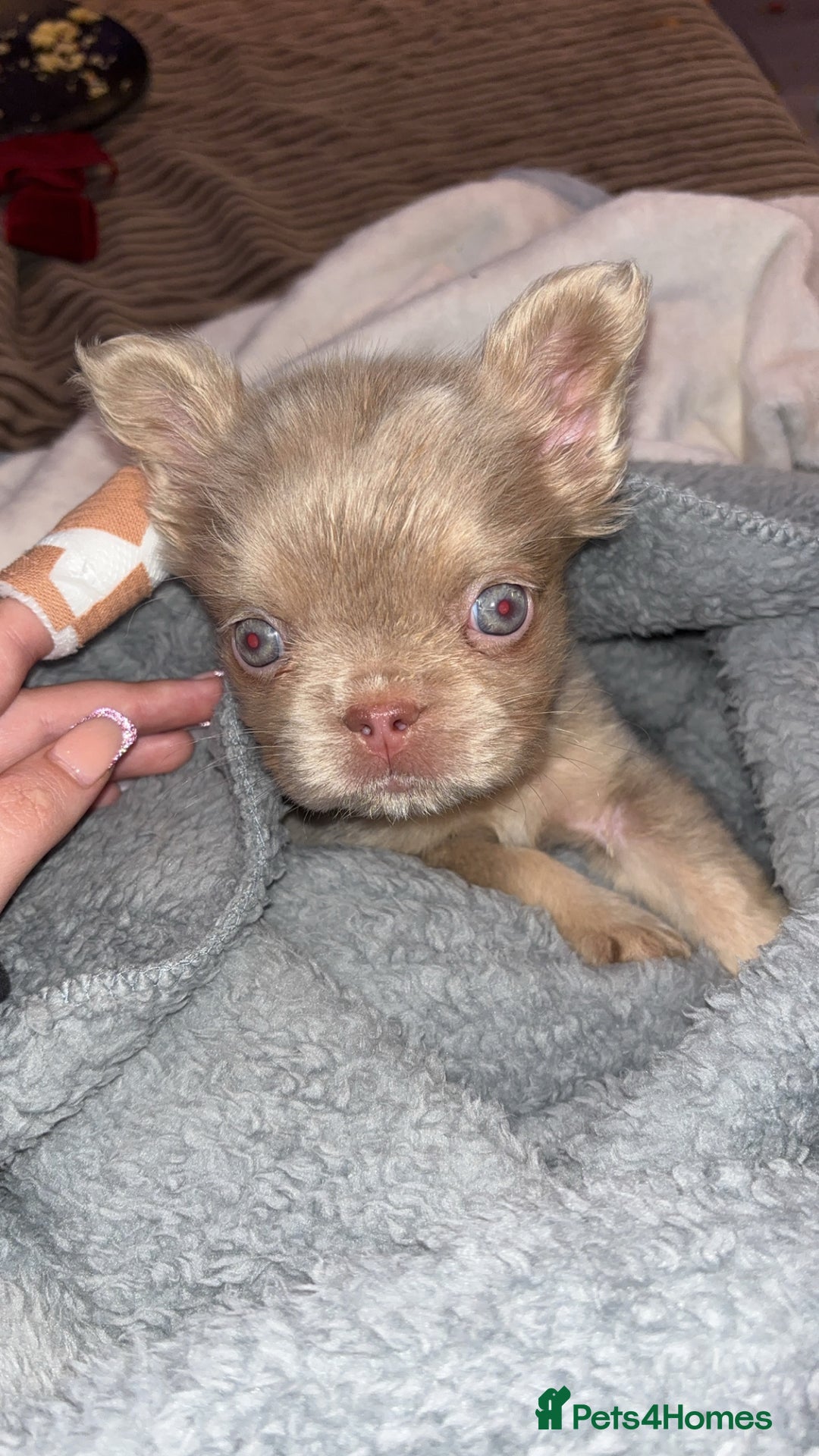 French Bulldog dogs for sale: Last girl left! Visual fluffy Frenchie  - Advert 1