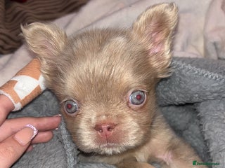 French Bulldog dogs Last girl left! Visual fluffy Frenchie - Advert 5