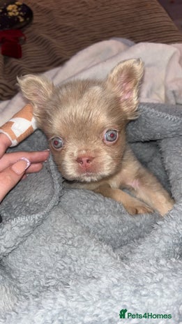 French Bulldog dogs Last girl left! Visual fluffy Frenchie - Advert 1