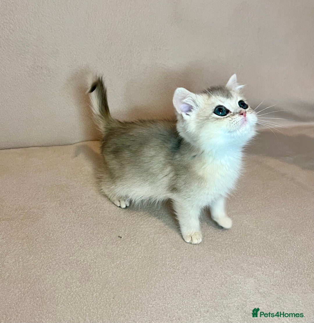 British Shorthair cats for sale: 🐾BSH Golden Kittens🐾  - Advert 24