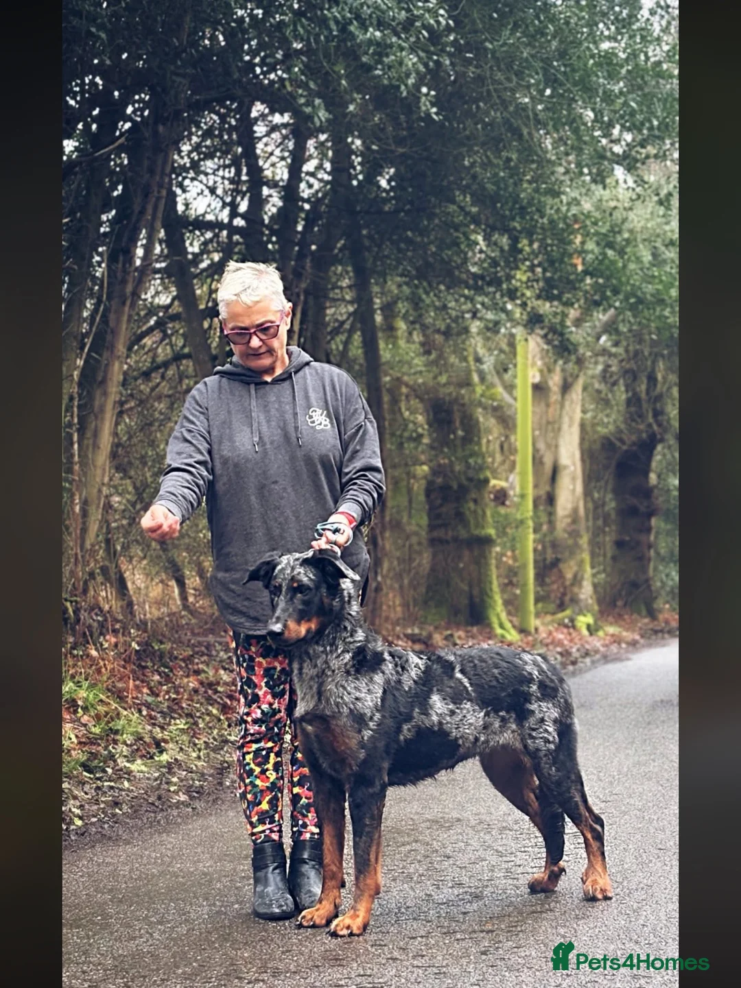 Beauceron dogs for sale: Beauceron puppies in Radstock - Advert 1