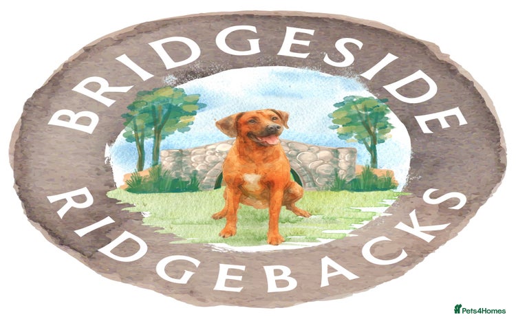 Rhodesian Ridgeback dogs - Advert 1