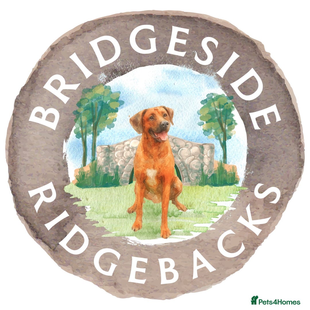 Rhodesian Ridgeback dogs for sale: PLANNED Rhodesian Ridgeback Puppies - Image 1