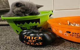 British Shorthair cats for sale: British Blues 🐻💙 - Image 14