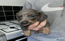 Miniature Dachshund dogs for sale: Adorable Miniature Dachshund Puppies  - Image 7