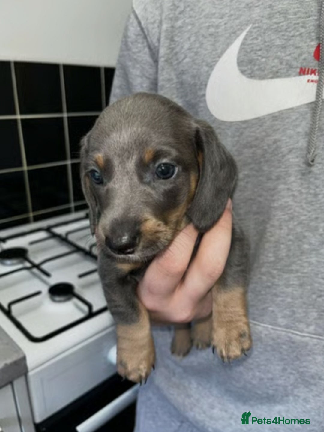 Miniature Dachshund dogs for sale: Adorable Miniature Dachshund Puppies  - Image 7