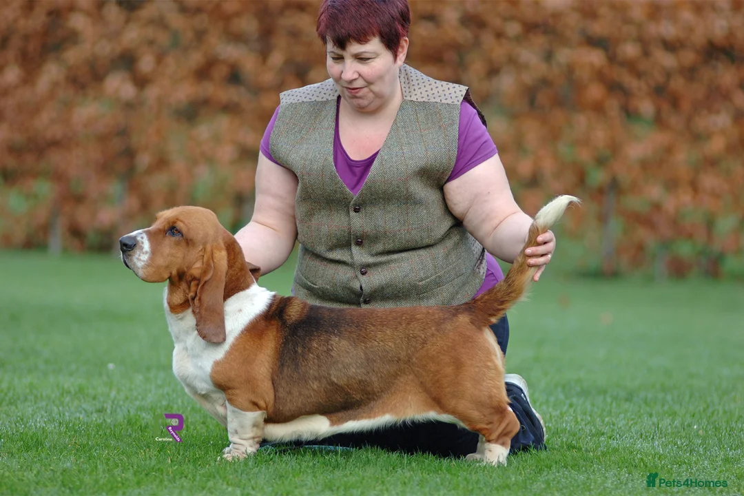 Basset Hound dogs for sale: Basset Hound Female 12 Months Old - Advert 2