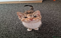 Mixed Breed cats for sale: Male and Female Cats - Image 14