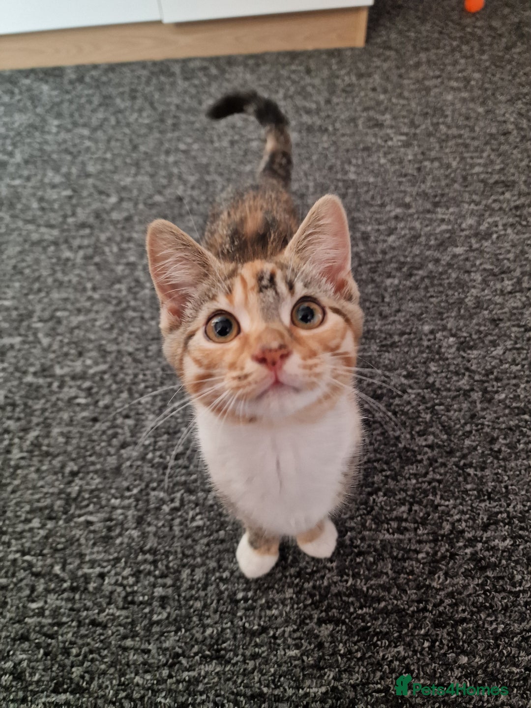 Mixed Breed cats for sale: Male and Female Cats - Image 14