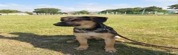Mixed Breed dogs for adoption: 💙MARCO💙-  1 year old, a lower-medium/medium boy  - Advert 6
